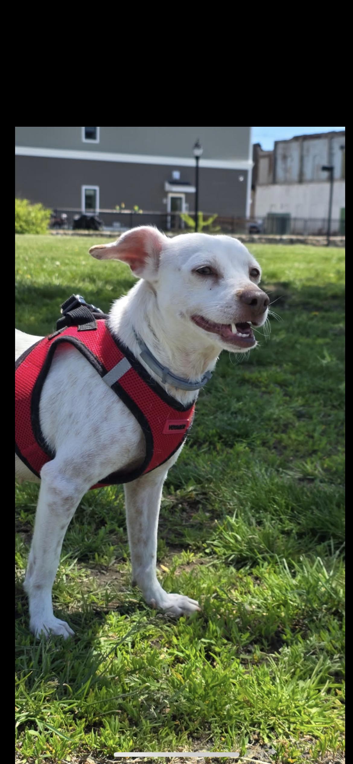 Sam, a Adoptable mixed breed in Hamden, CT image 2/6
