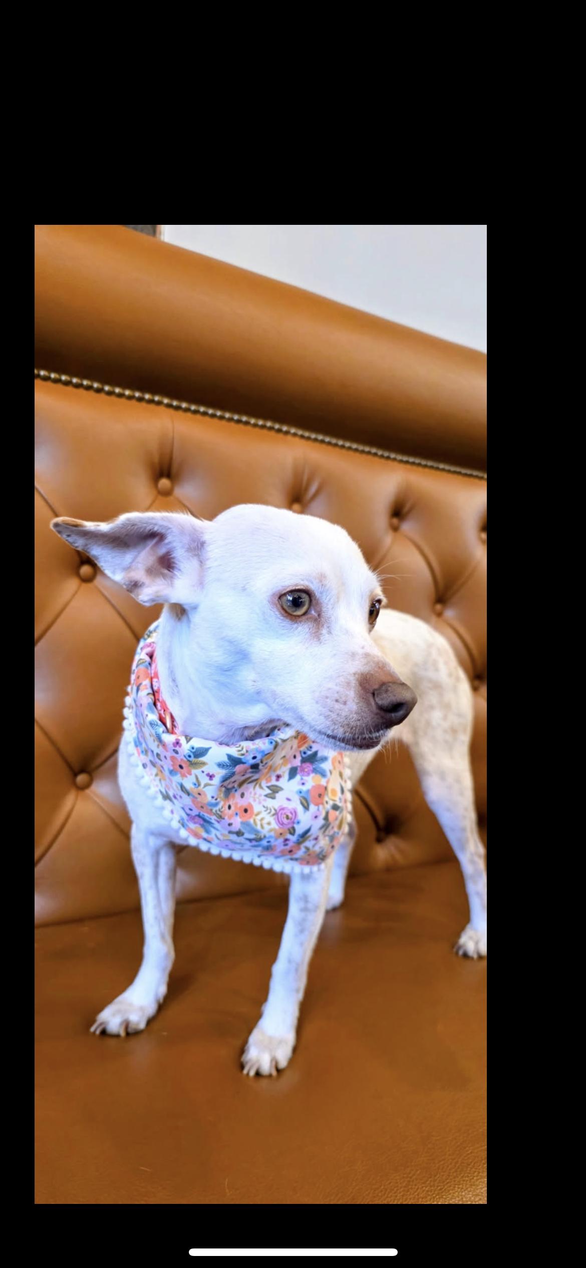 Sam, a Adoptable mixed breed in Hamden, CT image 6/6