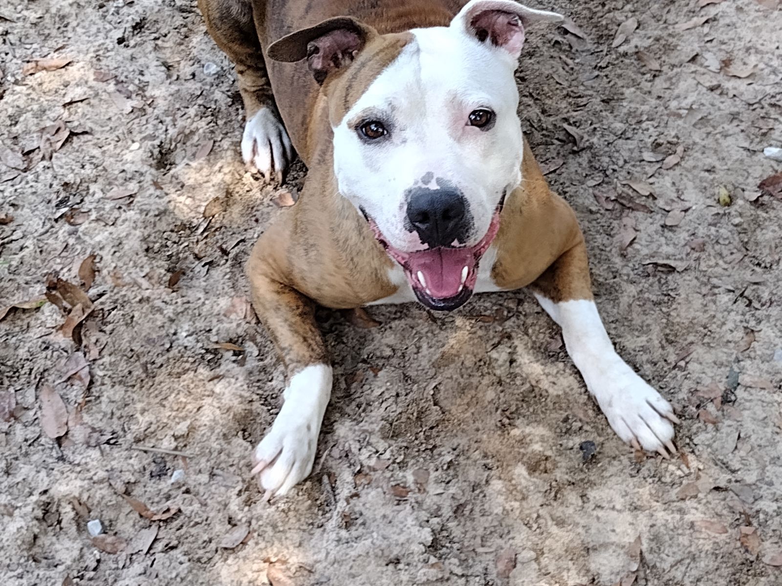 Ohana, Adult Female Pit Bull Terrier