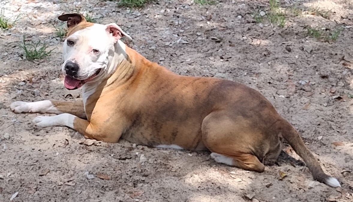 Ohana, a Adoptable mixed breed in DeFuniak Springs, FL image 2/2