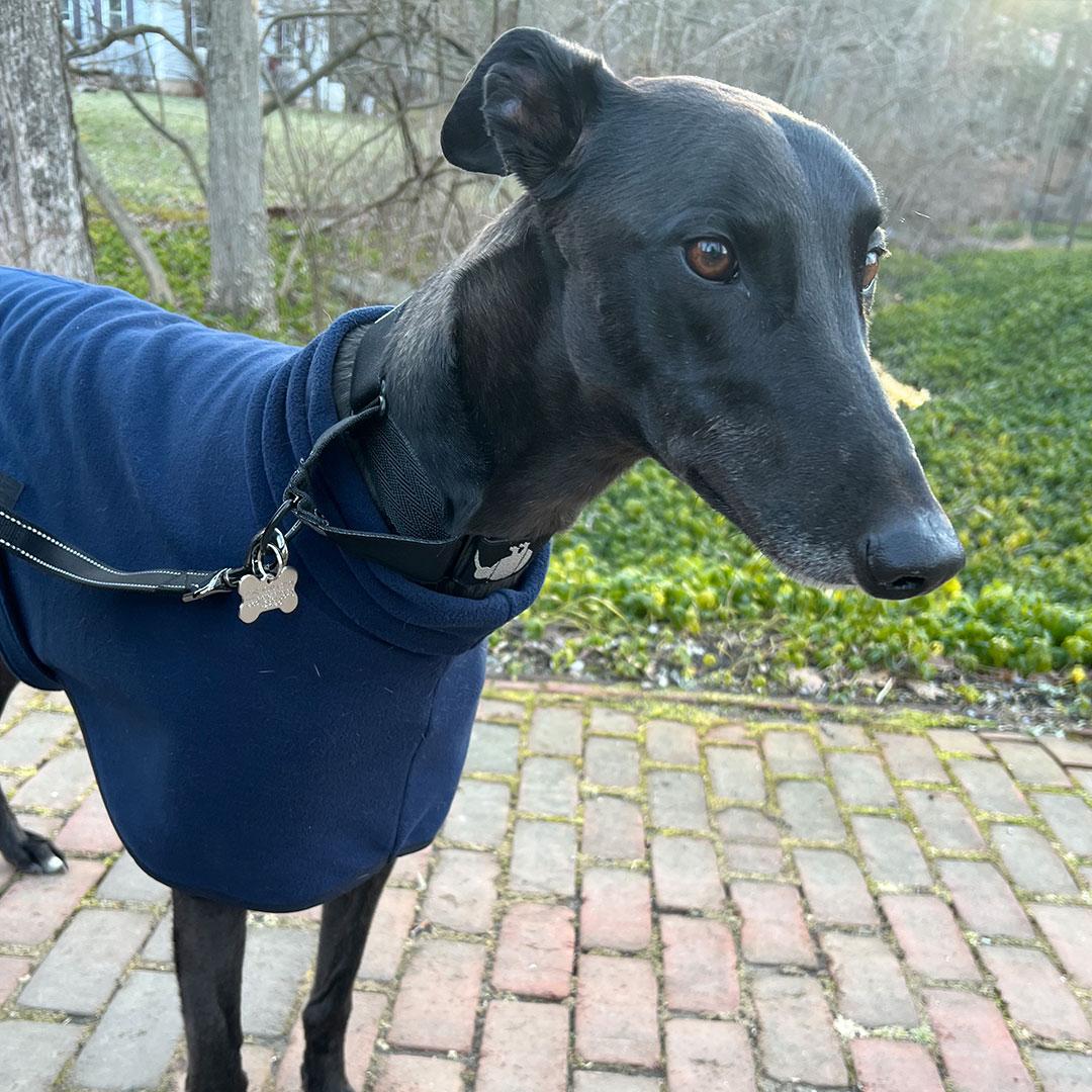 Enlarge Bo, a ADOPTABLE Greyhound in Orange, CT image 2/3