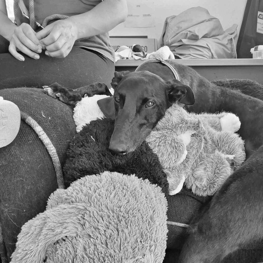 Enlarge Bo, a ADOPTABLE Greyhound in Orange, CT image 3/3