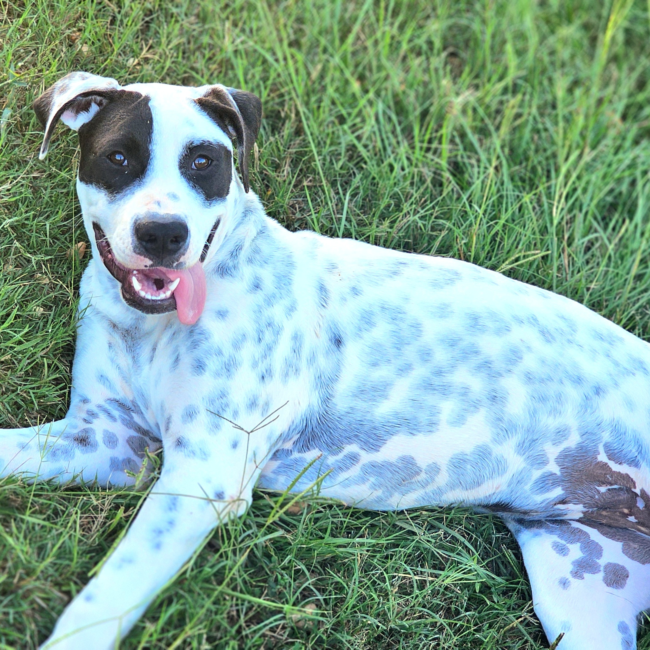 Dee Dee, a Adoptable mixed breed in Allentown, PA image 6/6