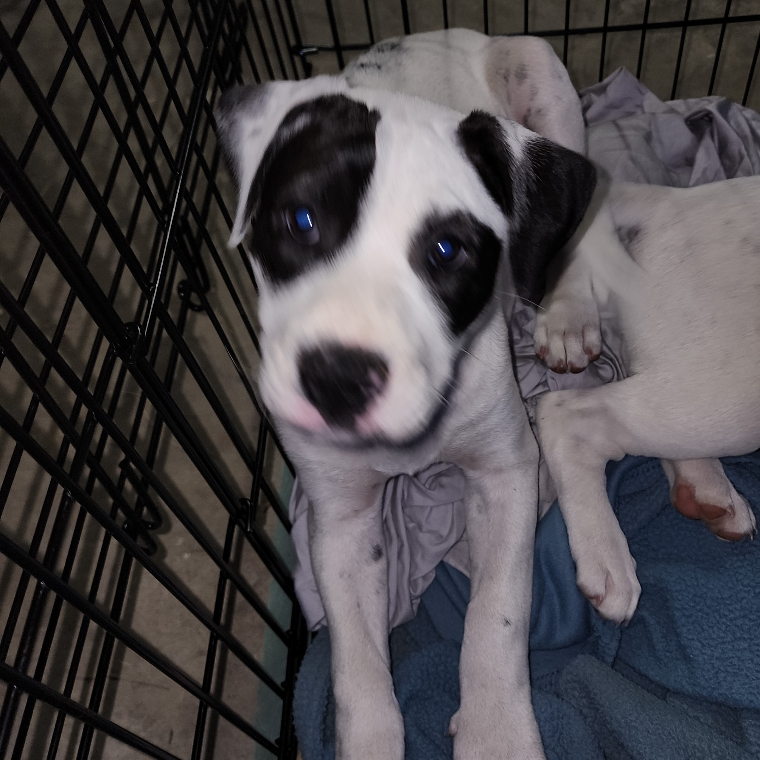 Dee Dee, a Adoptable mixed breed in Allentown, PA image 5/6