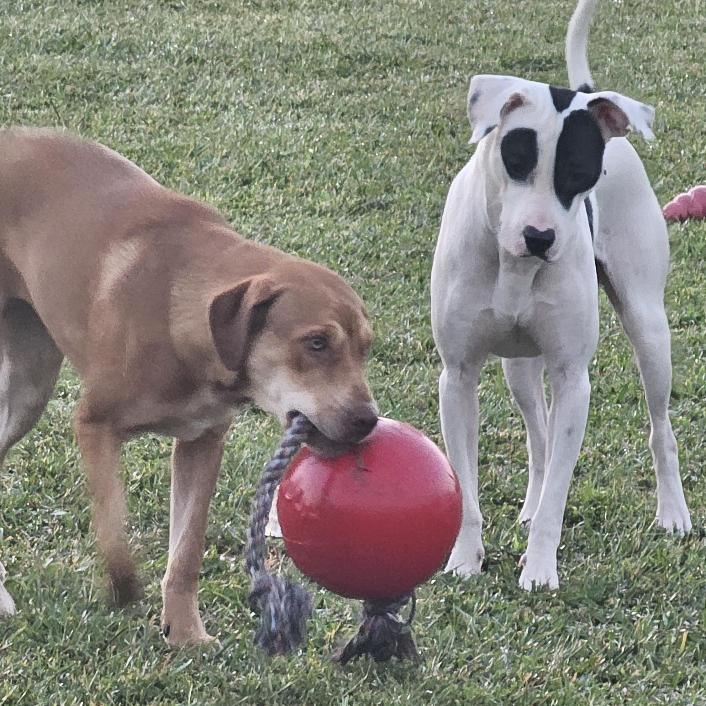 Dee Dee, a Adoptable mixed breed in Allentown, PA image 3/6