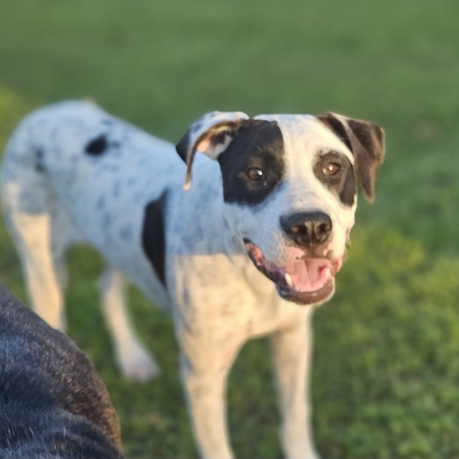 Dee Dee, a Adoptable mixed breed in Allentown, PA image 1/6