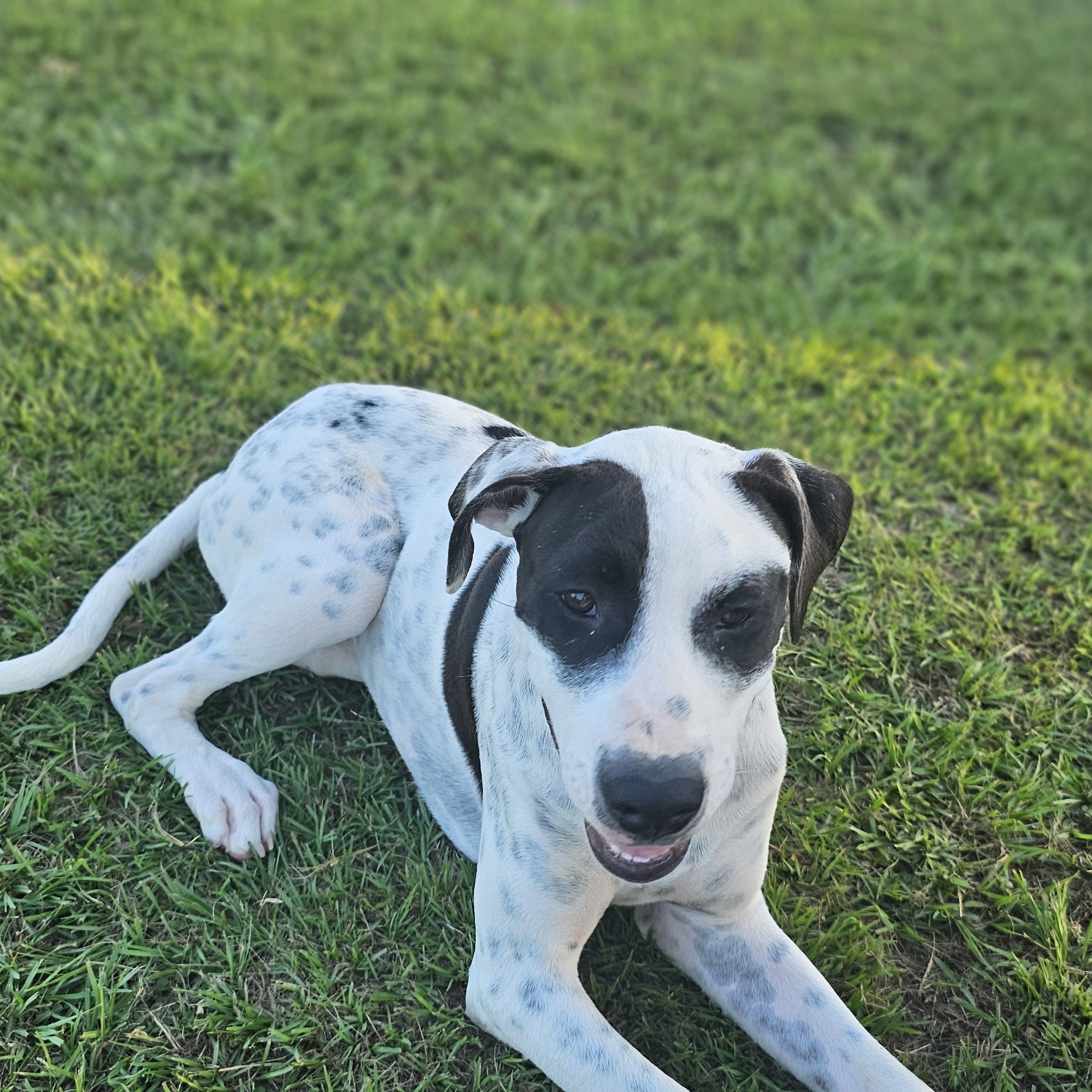 Dee Dee, a Adoptable mixed breed in Allentown, PA image 2/6