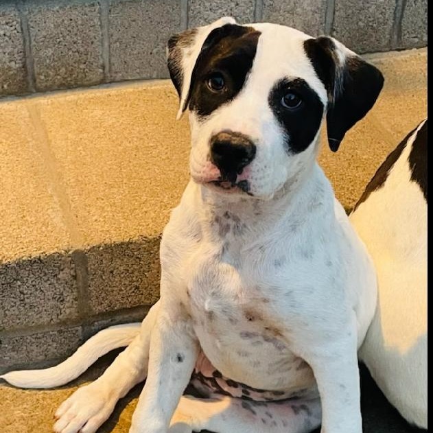 Dee Dee, a Adoptable mixed breed in Allentown, PA image 4/6