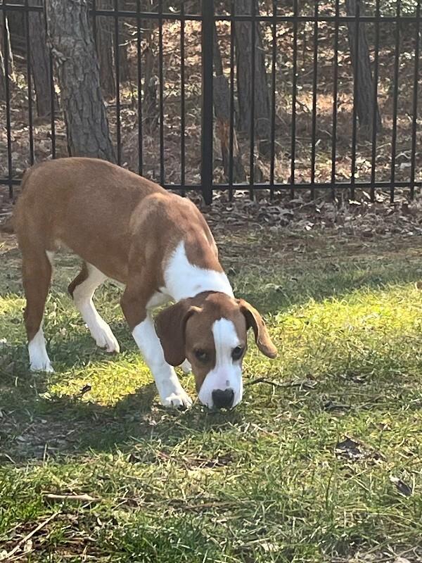 Lucy, Adoptable, Adult Female Mixed Breed & Beagle.