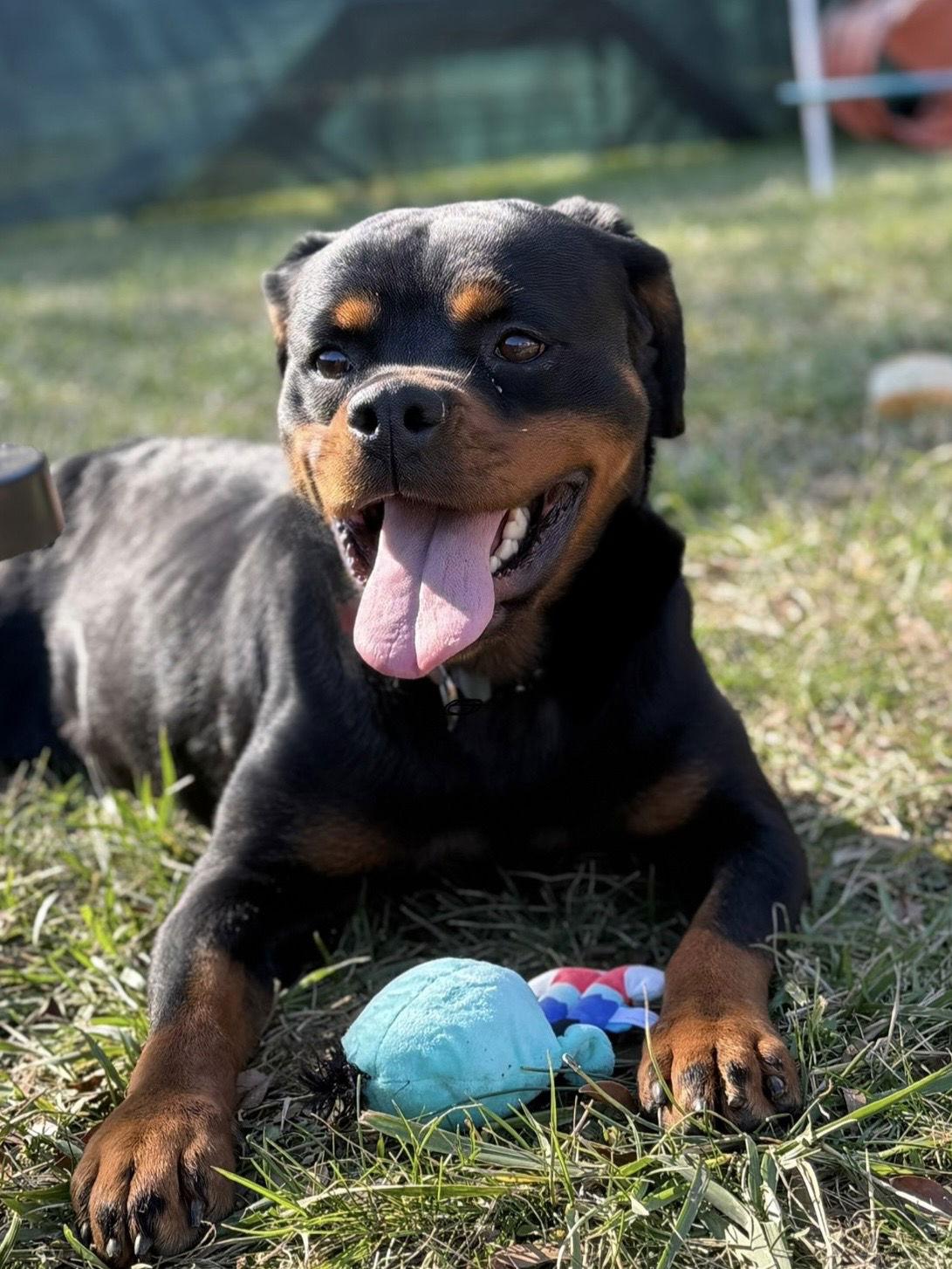 Anise, a Adoptable Rottweiler in Mooresville, NC image 1/3