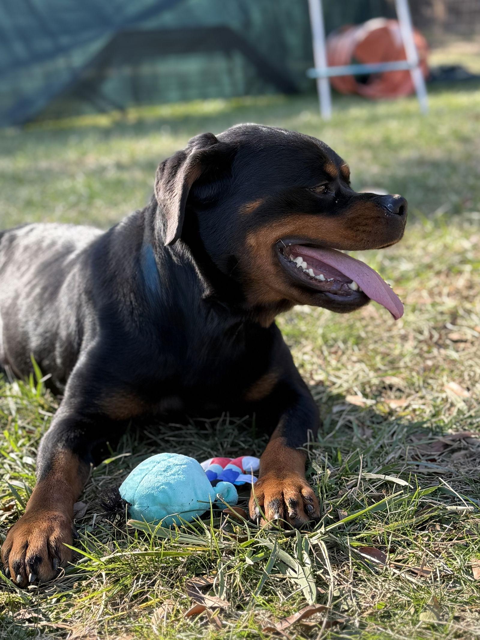 Anise, a Adoptable Rottweiler in Mooresville, NC image 2/3