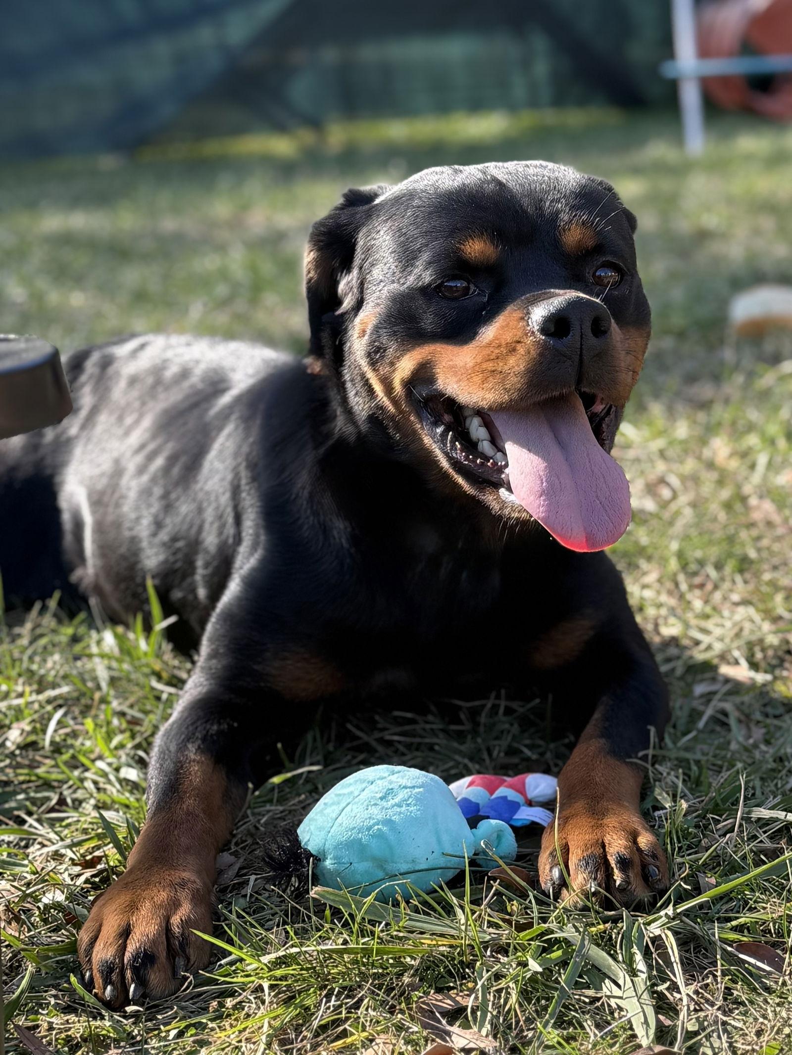 Anise, a Adoptable Rottweiler in Mooresville, NC image 3/3