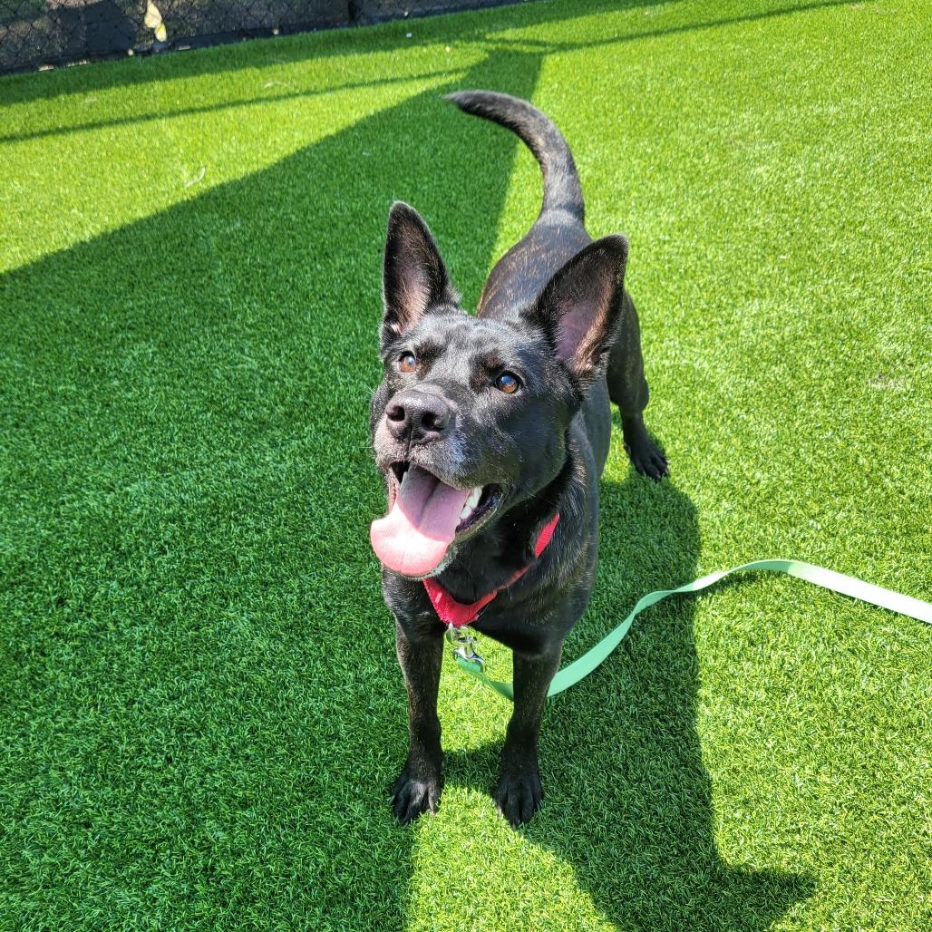 Catalina, a Adoptable Mixed Breed in Pittsburgh, PA image 1/6