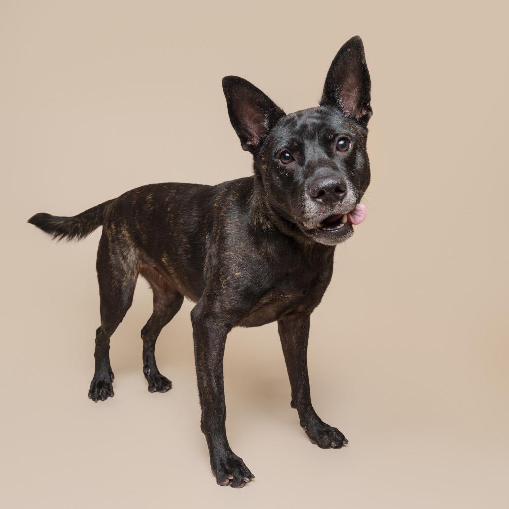 Catalina, a Adoptable Mixed Breed in Pittsburgh, PA image 2/6