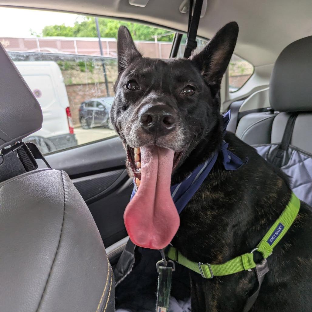 Catalina, a Adoptable Mixed Breed in Pittsburgh, PA image 3/6