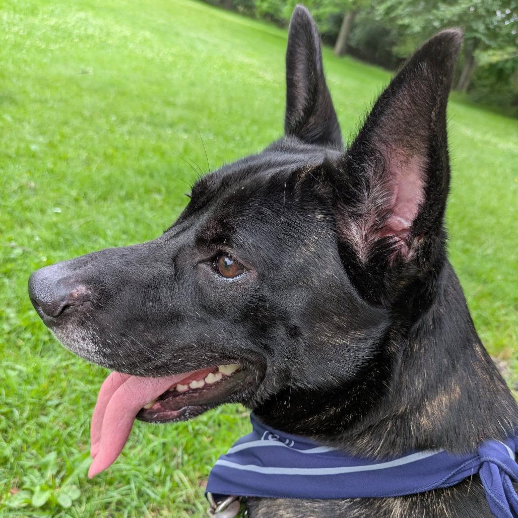 Catalina, a Adoptable Mixed Breed in Pittsburgh, PA image 5/6