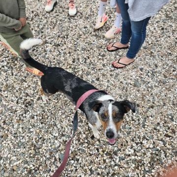 Rocko photo 6
