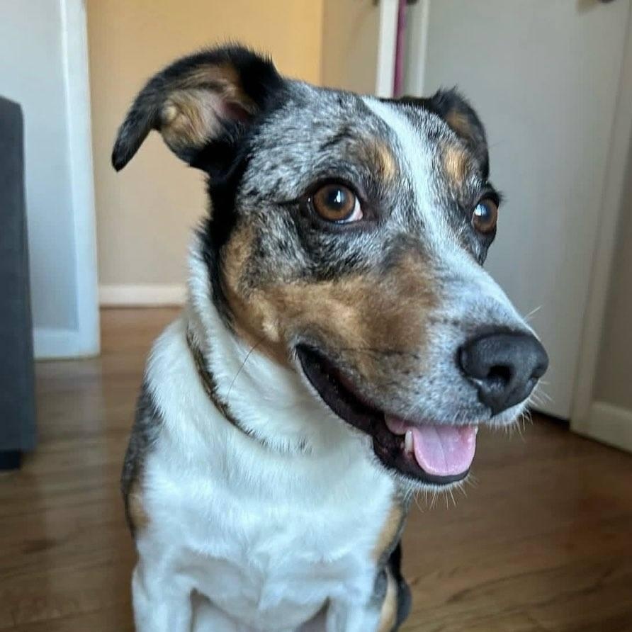 Rocko, Young Male unknown