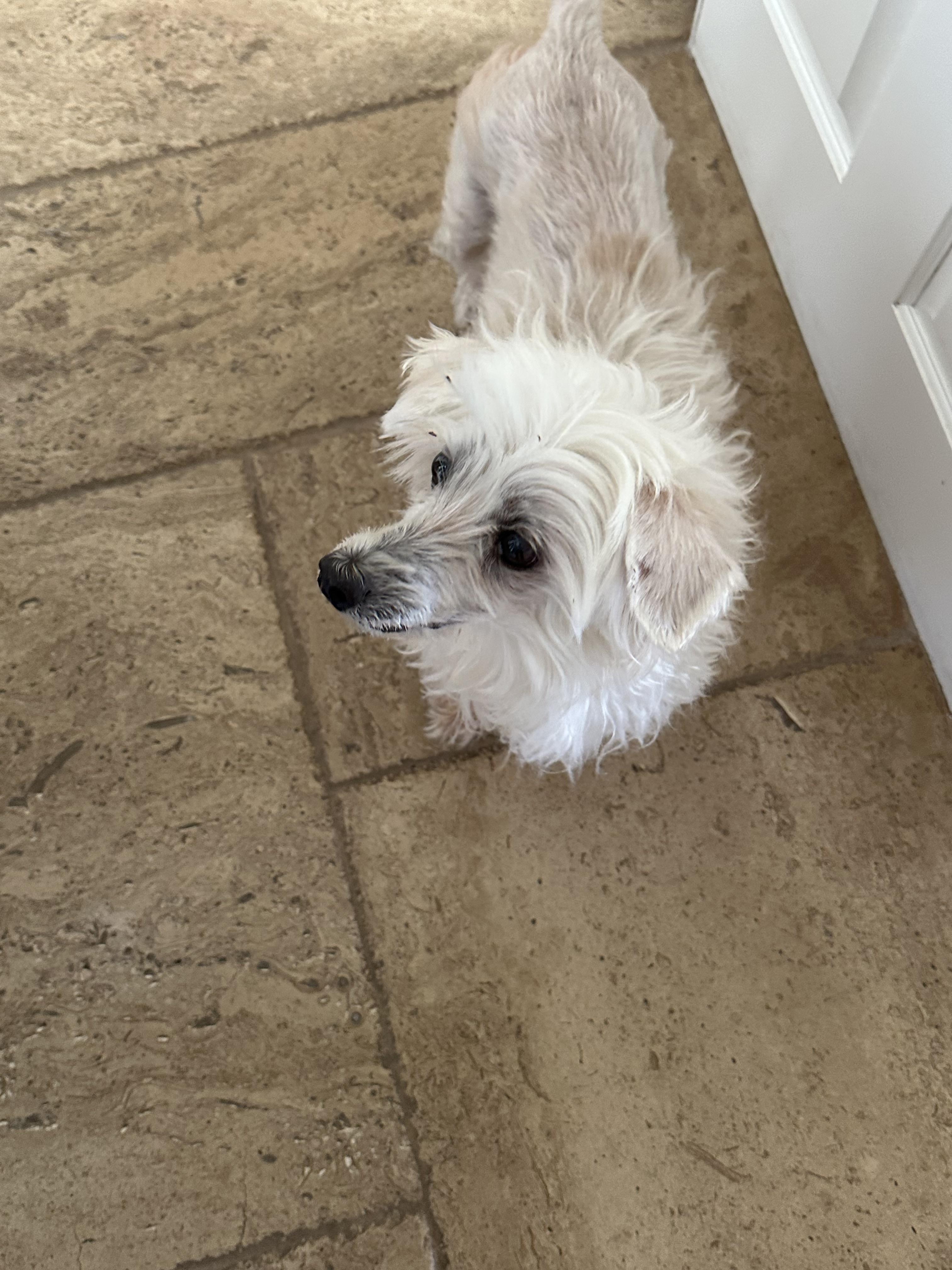 Nemo, a ADOPTABLE mixed breed in Fremont, CA image 2/2