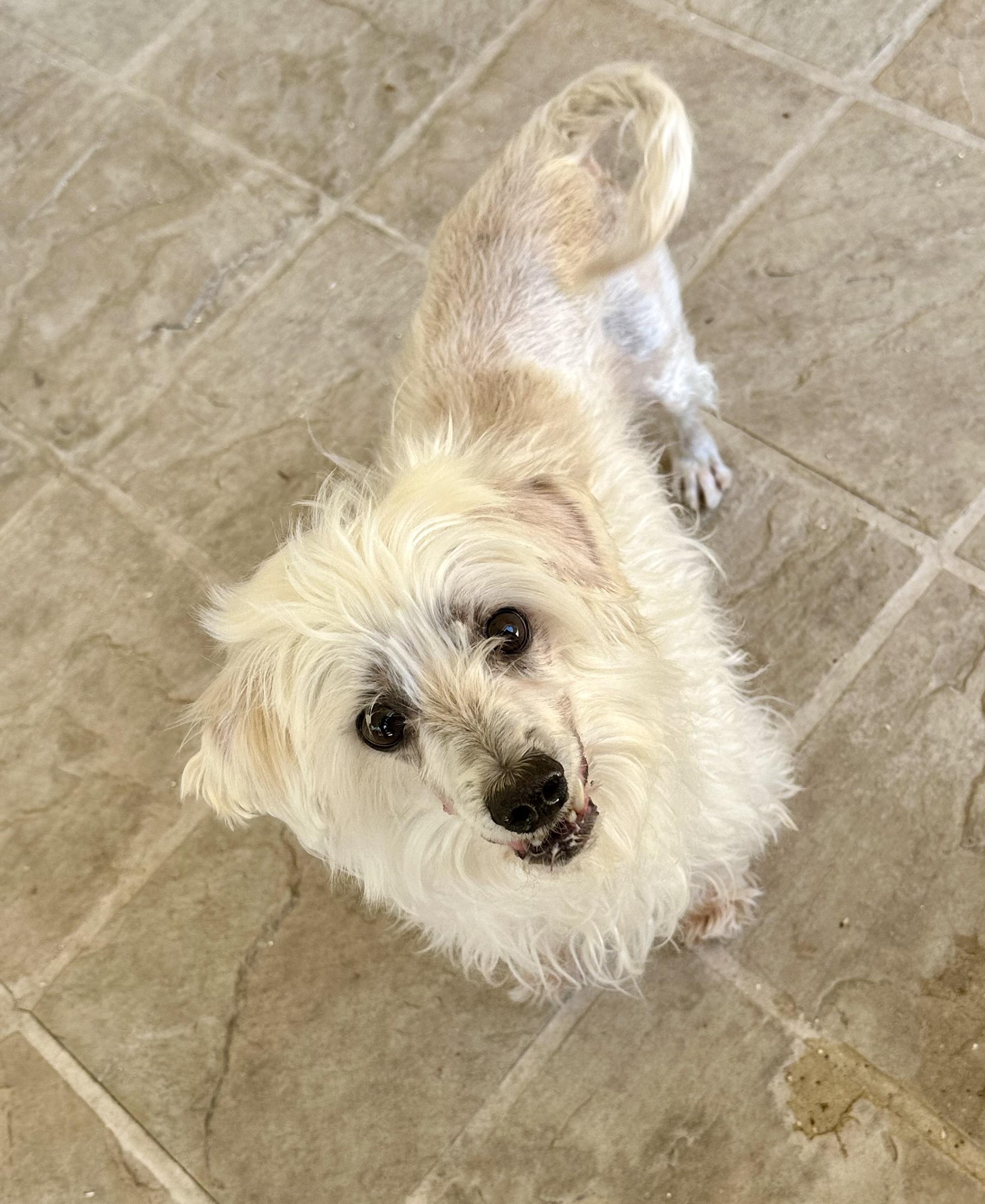 Nemo, a ADOPTABLE mixed breed in Fremont, CA image 1/2