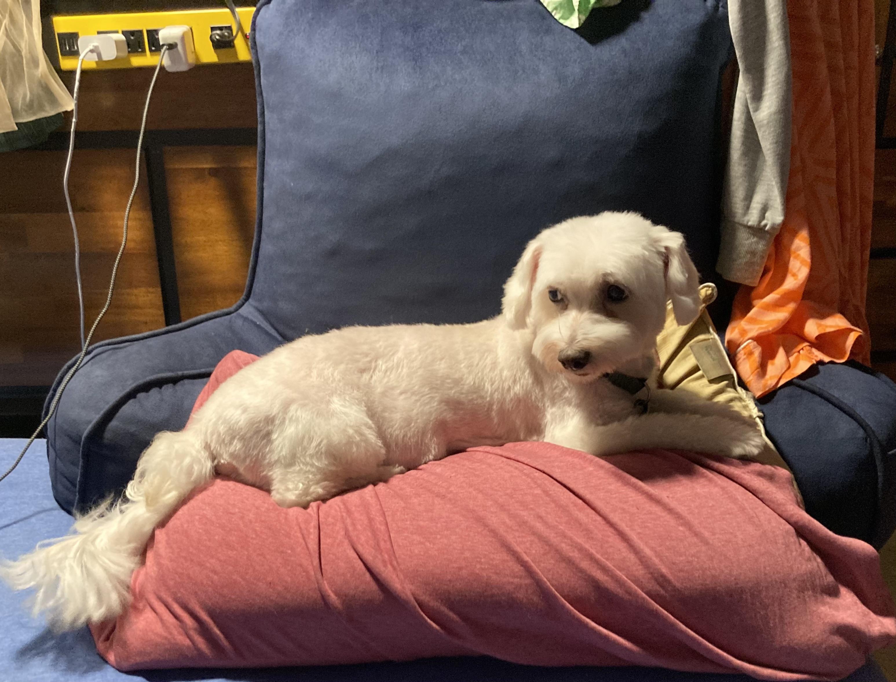 Layla, a Adoptable Coton de Tulear in Austin, TX image 4/4