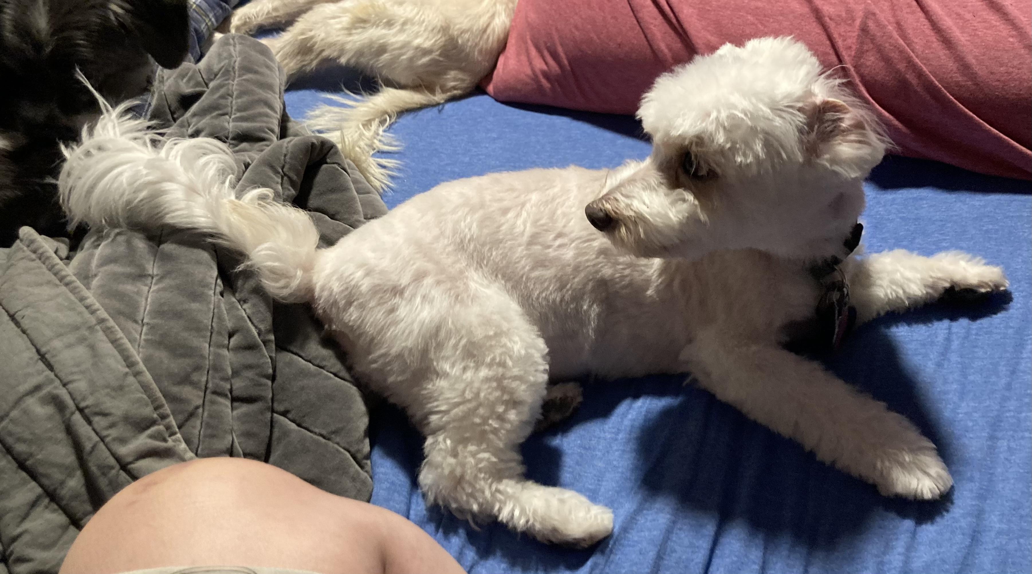 Layla, a Adoptable Coton de Tulear in Austin, TX image 2/4