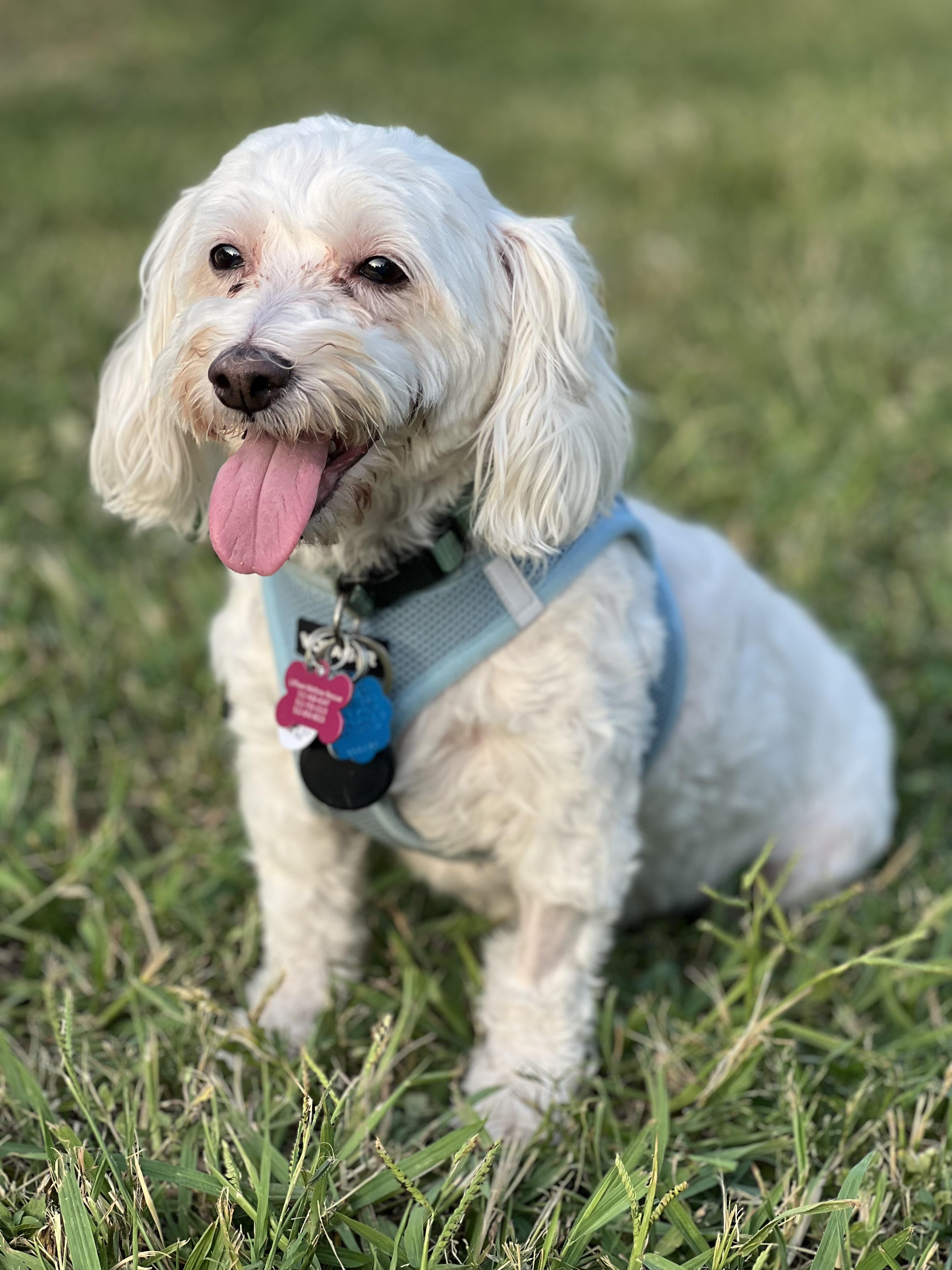Layla