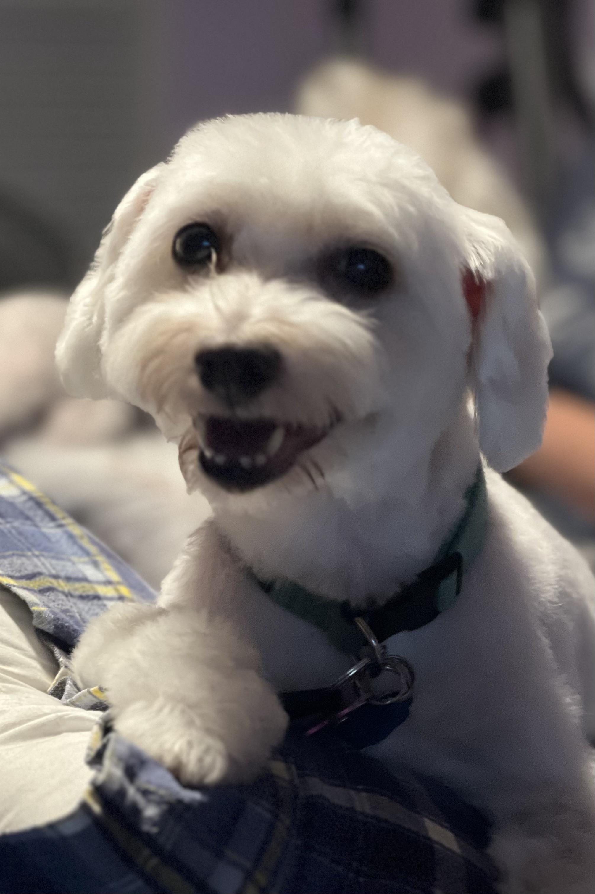 Layla, a Adoptable Coton de Tulear in Austin, TX image 1/4