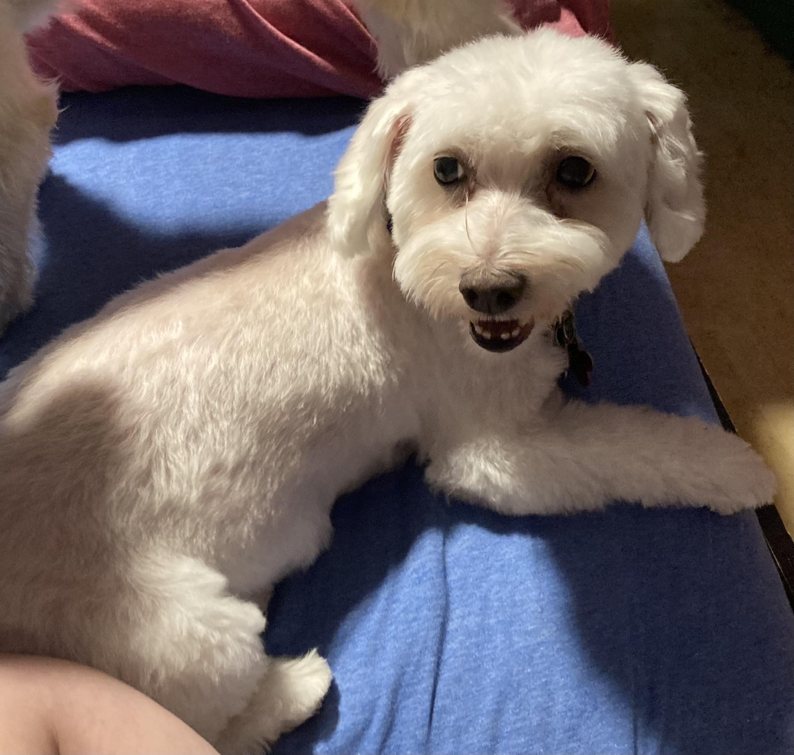 Layla, a Adoptable Coton de Tulear in Austin, TX image 3/4