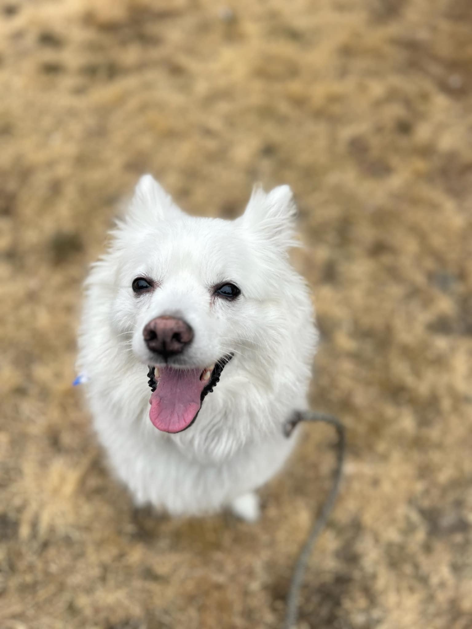 Oso, an adoptable American Eskimo Dog in Tacoma, WA, 98418 | Photo Image 1