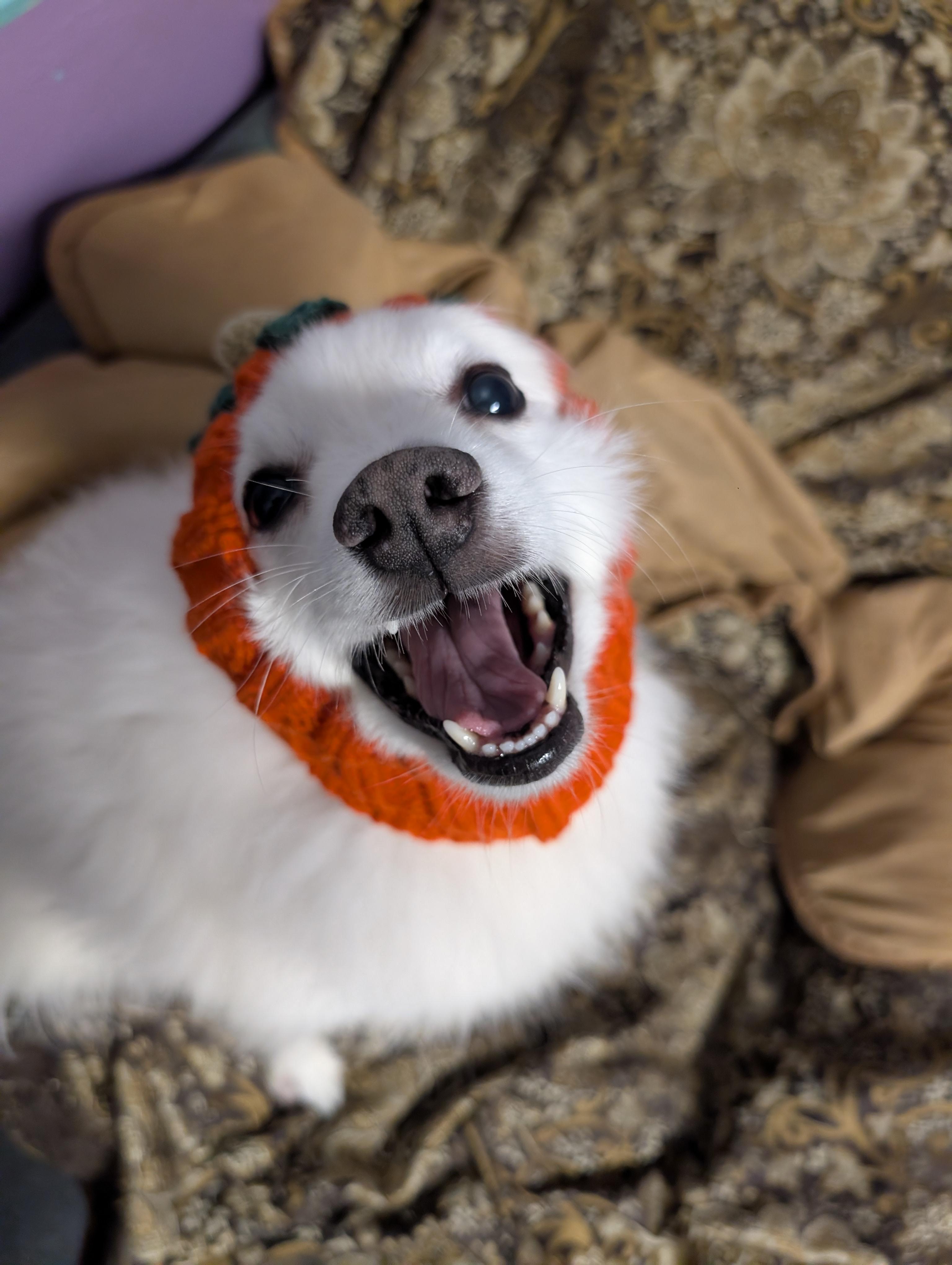 Oso, an adoptable American Eskimo Dog in Tacoma, WA, 98418 | Photo Image 3