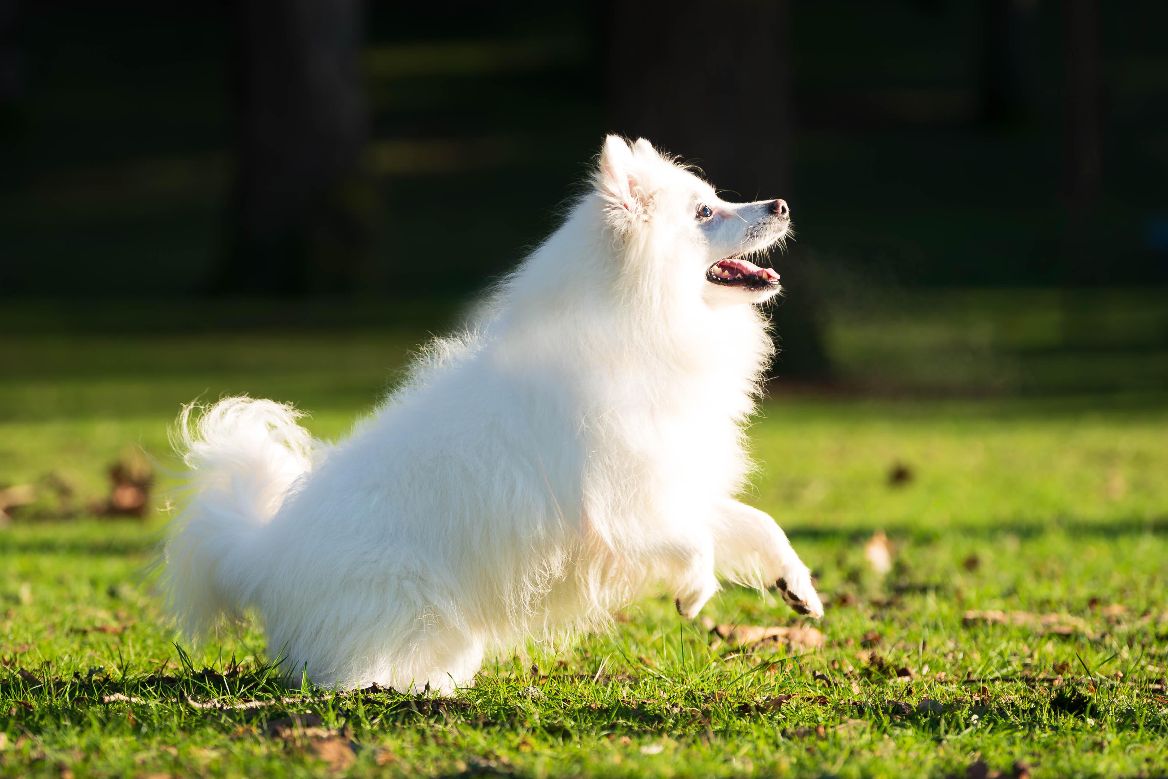 Oso, Adoptable, Adult Male American Eskimo Dog.