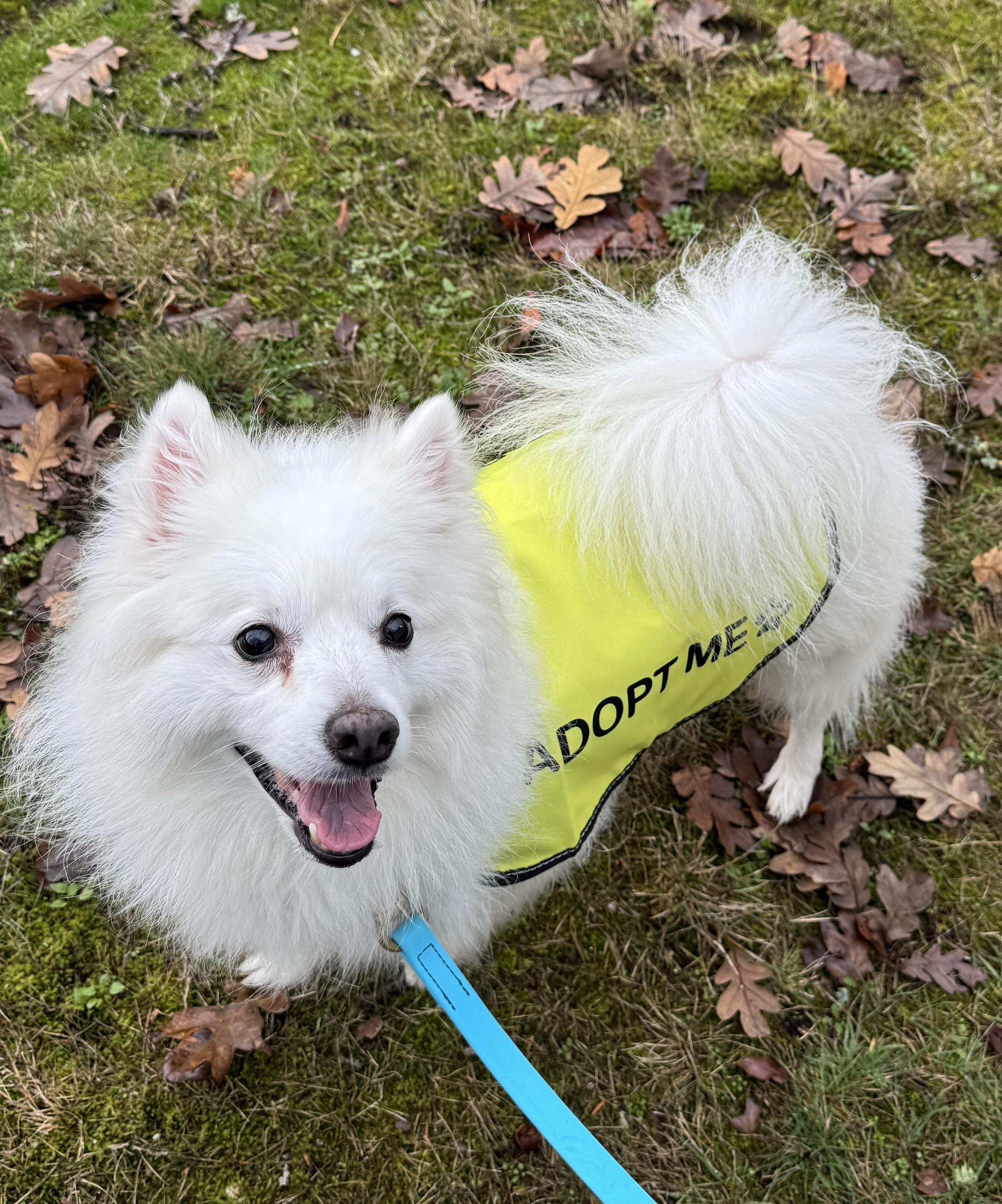 Oso, Adoptable, Adult Male American Eskimo Dog.