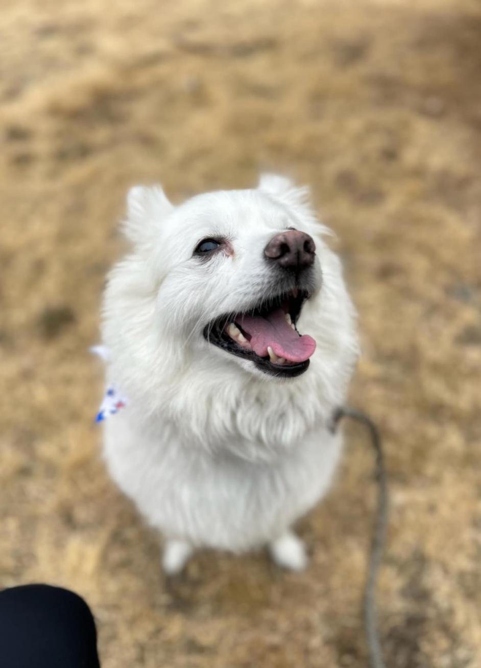 Oso, an adoptable American Eskimo Dog in Tacoma, WA, 98418 | Photo Image 3