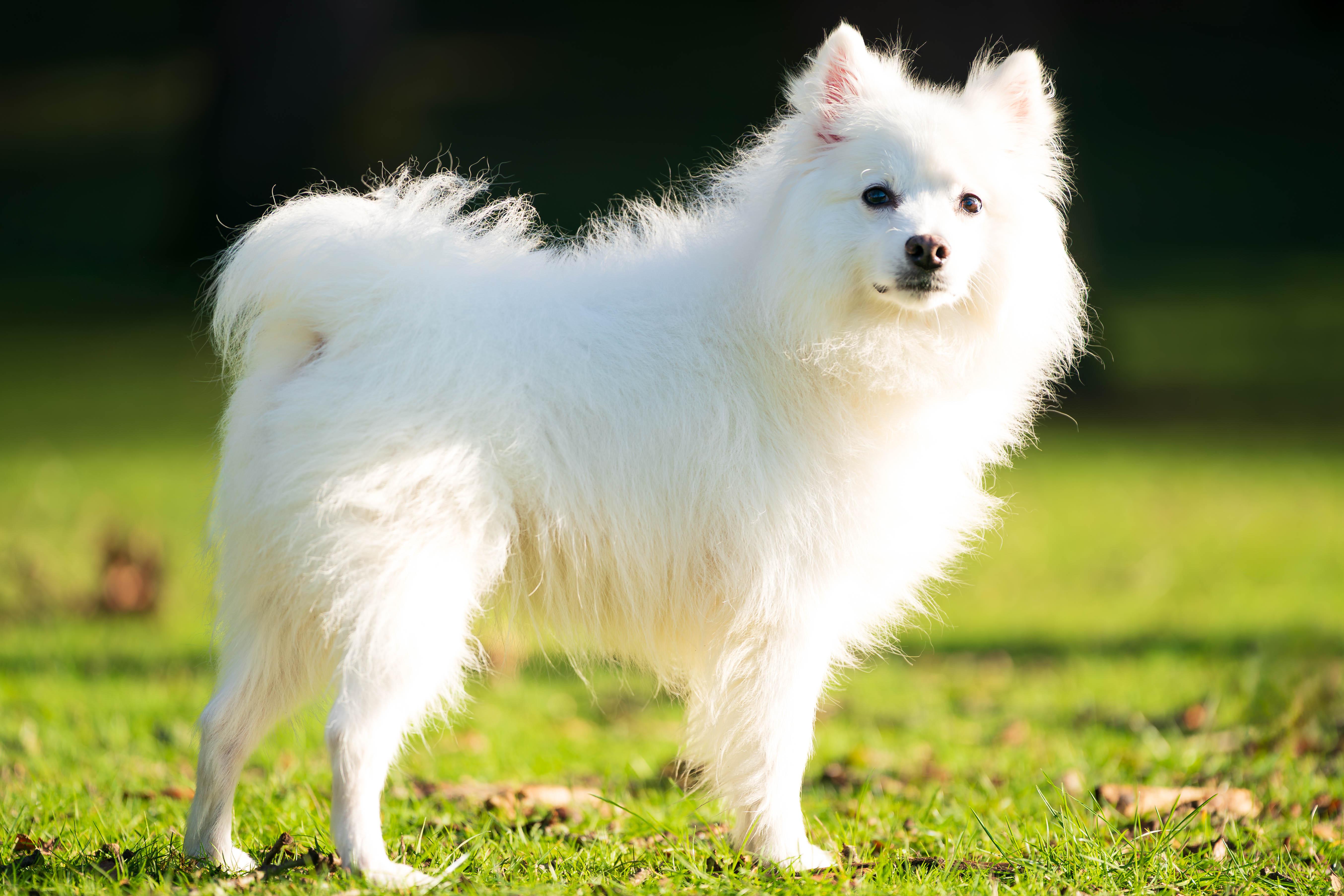 Oso, a Adoptable American Eskimo Dog in Tacoma, WA image 6/6