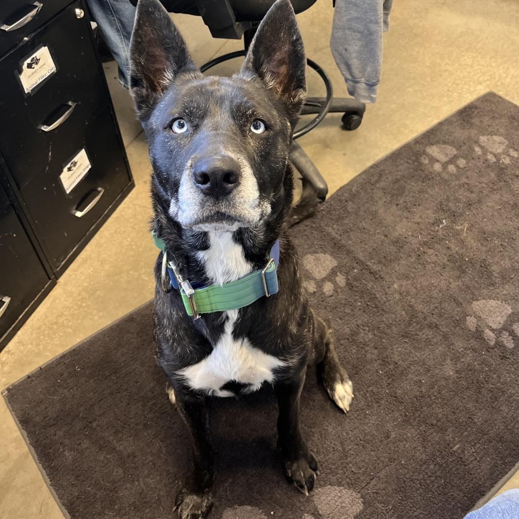 Miska, a Adoptable mixed breed in Rifle, CO image 3/3