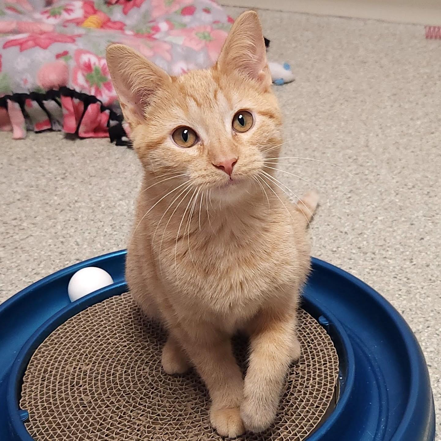 Enlarge Tilly, a ADOPTABLE Tabby in Marshfield, WI image 2/4