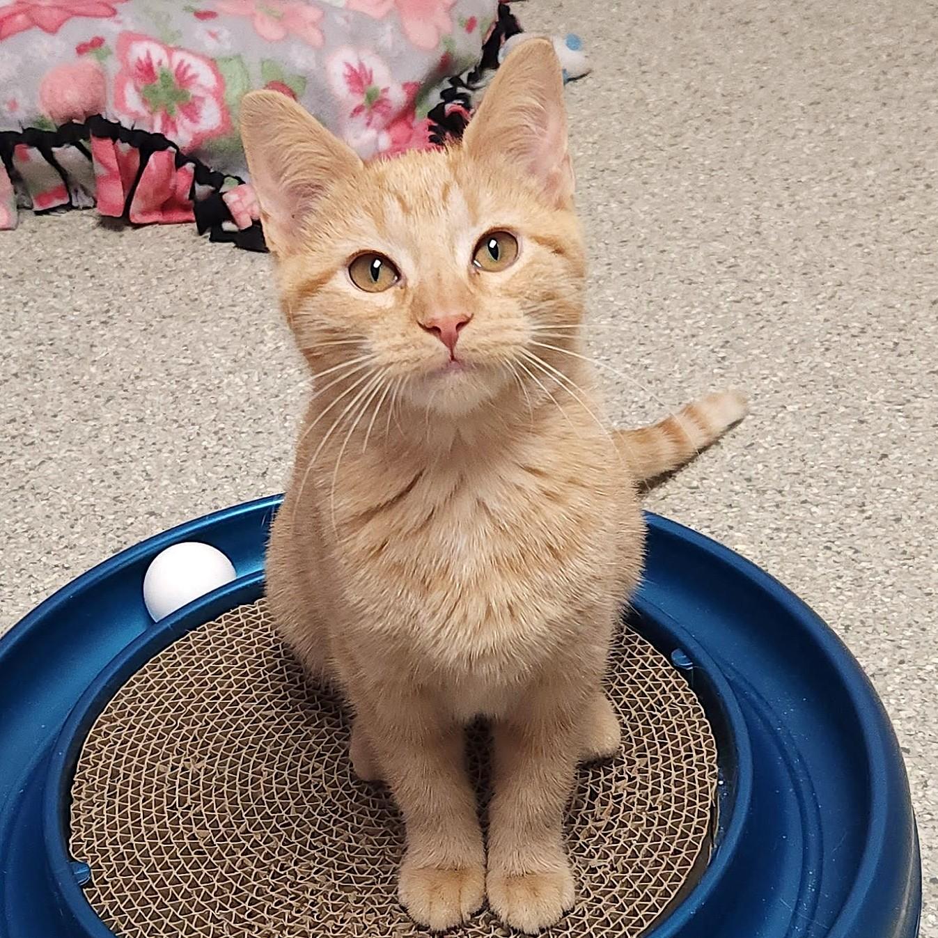 Tilly, ADOPTABLE, Kitten Female Tabby.