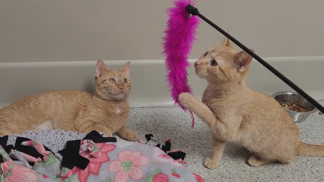 Enlarge Tilly, a ADOPTABLE Tabby in Marshfield, WI video 4/4