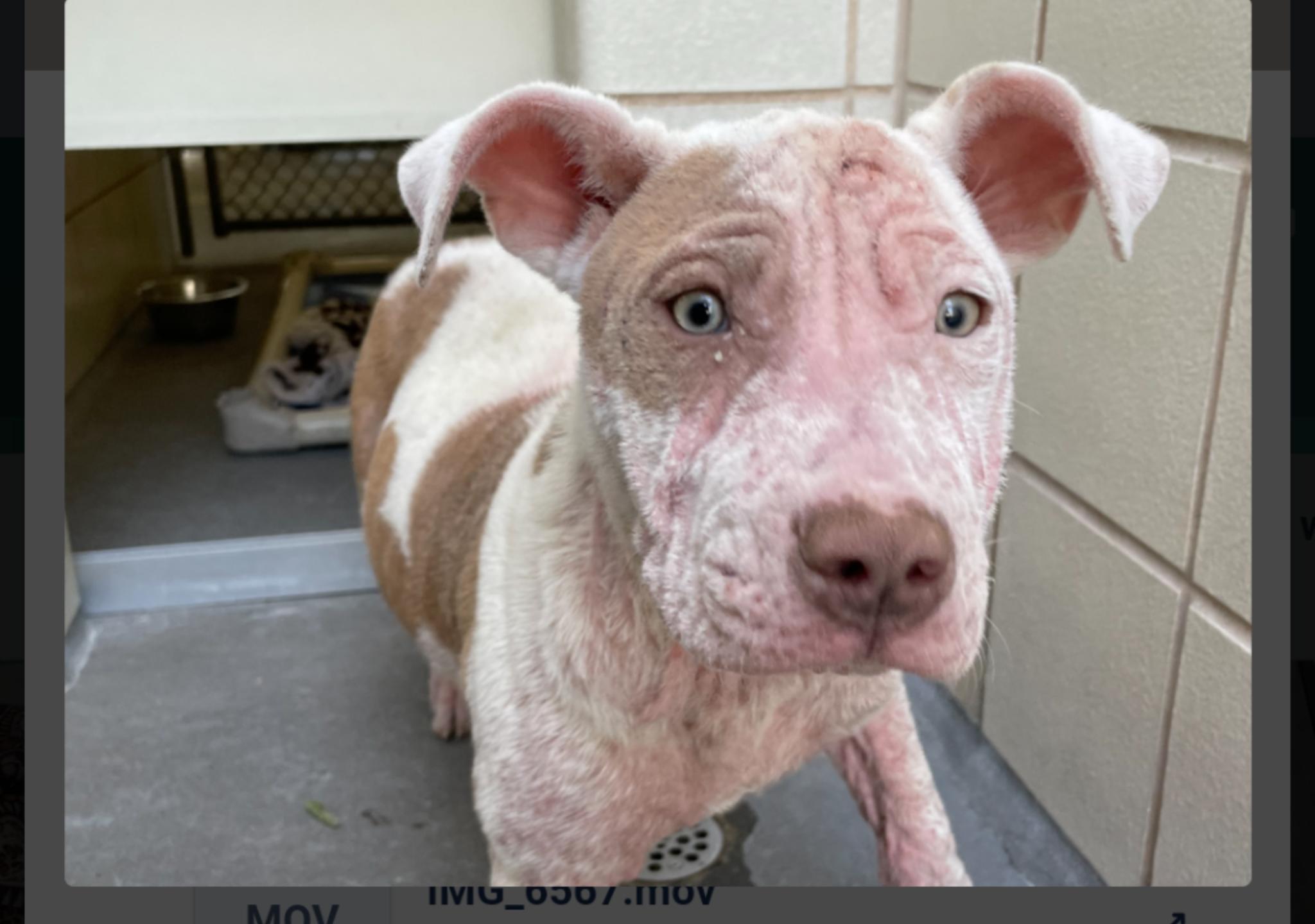 Tippy Toes, a Adopted American Bully in Elkhorn, WI image 1/2