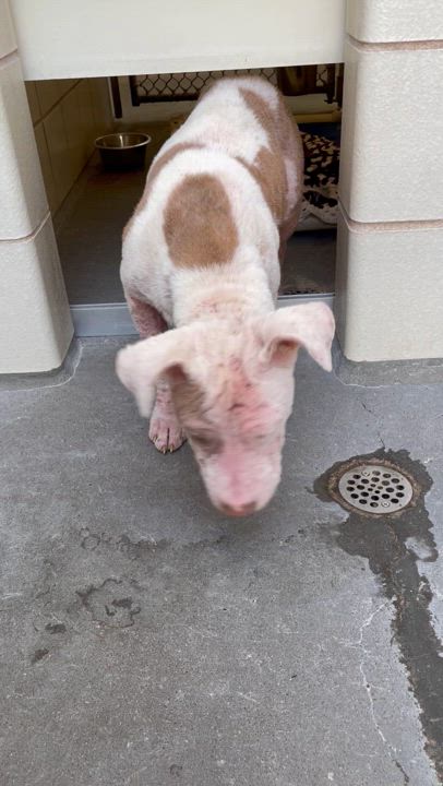 Enlarge Tippy Toes, a Adopted American Bully in Elkhorn, WI video 2/2