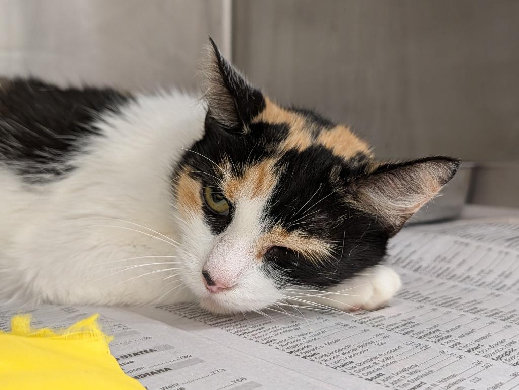 Enlarge Margarita, a Adoptable mixed breed in Angola, IN image 1/1