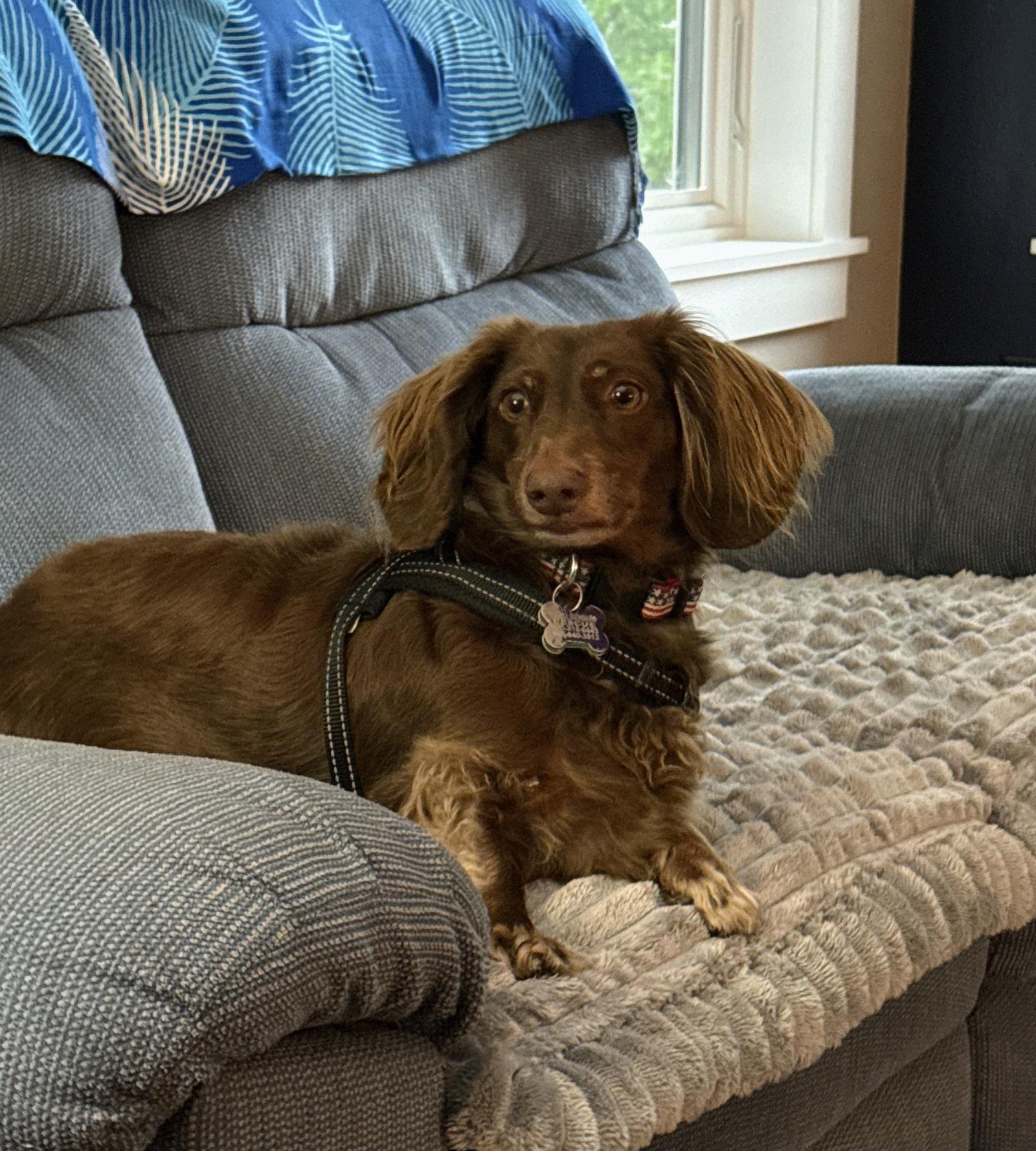 Rip, Adoptable, Adult Male Dachshund.