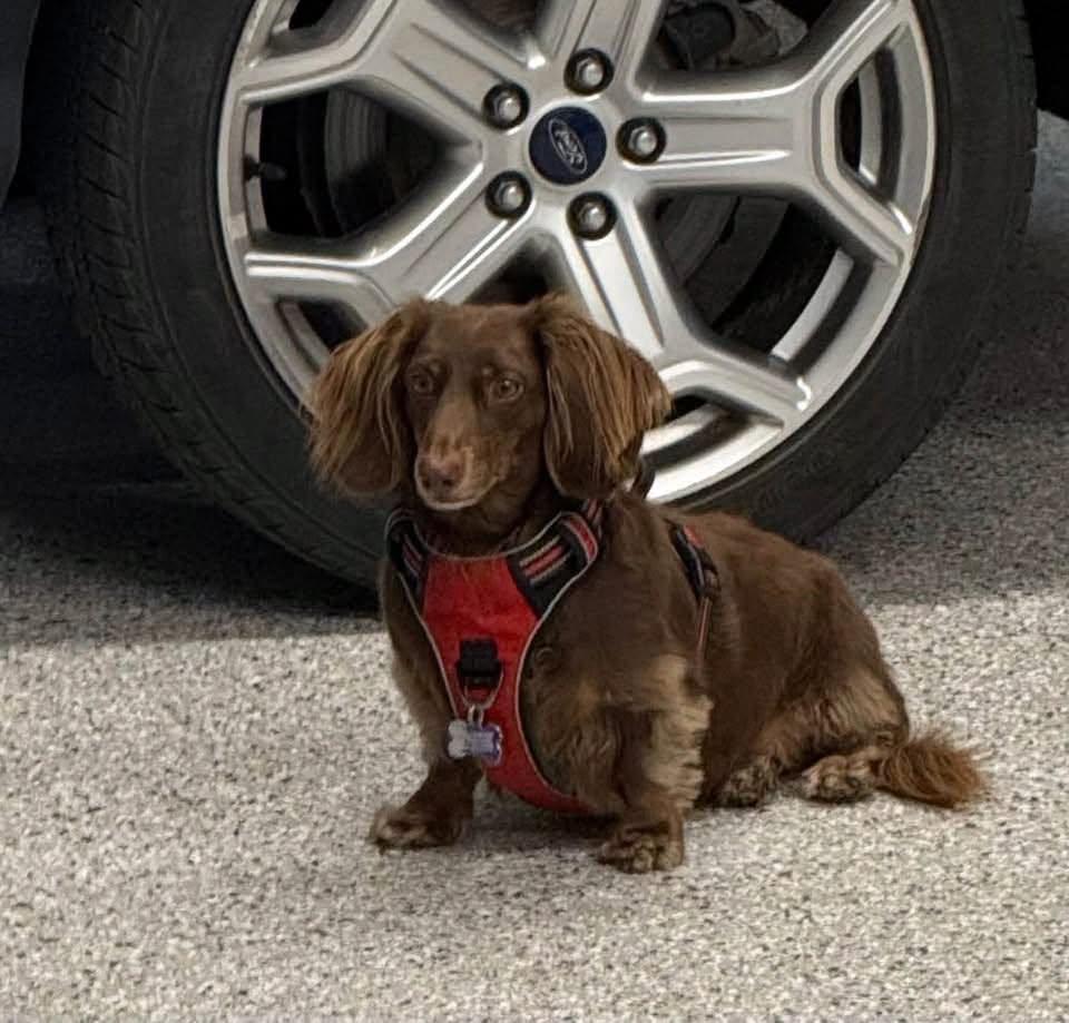 Enlarge Rip, a Adoptable Dachshund in Sioux Falls, SD image 2/2