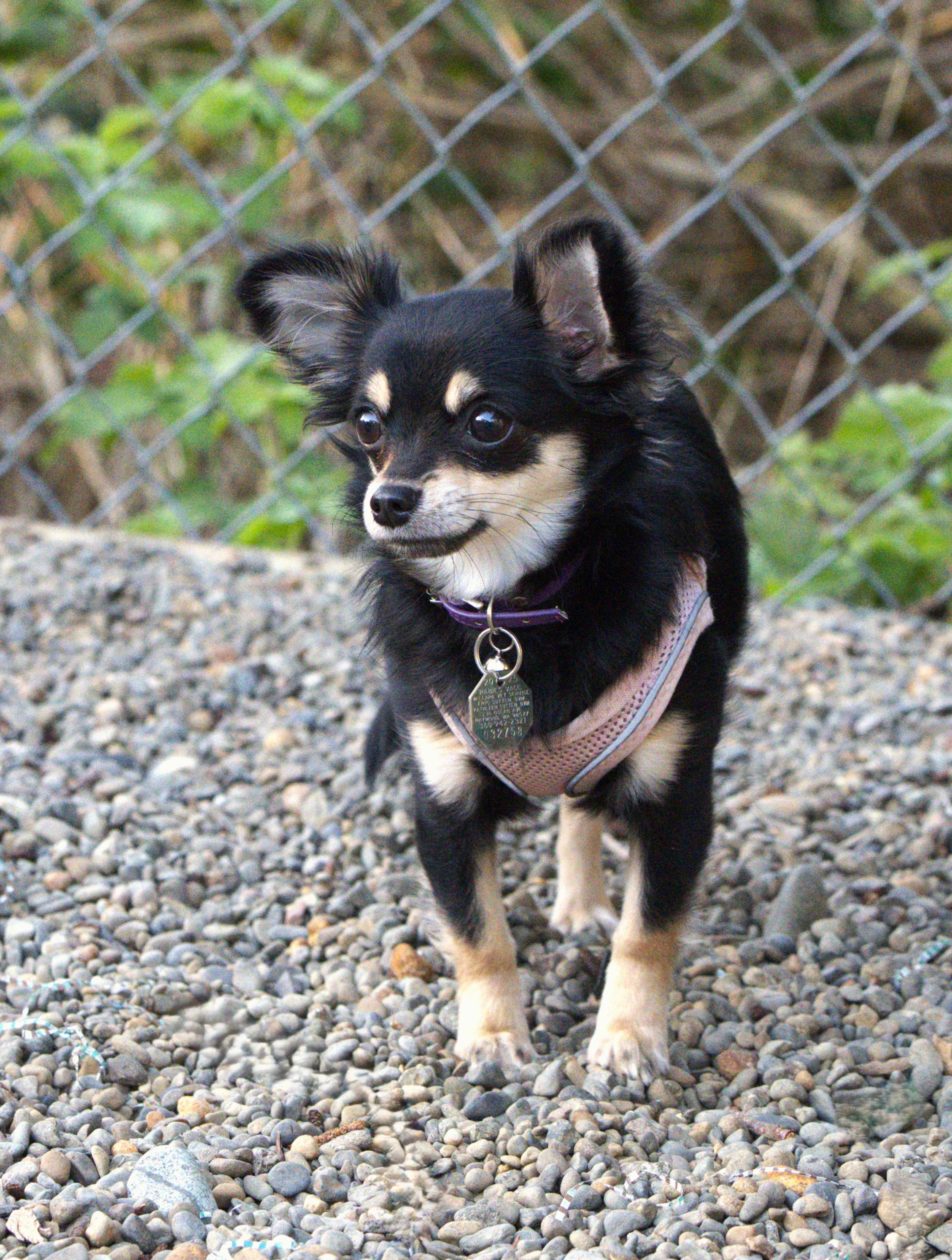 Enlarge Brie, an adopted Chihuahua in Hoquiam, WA image 3/5