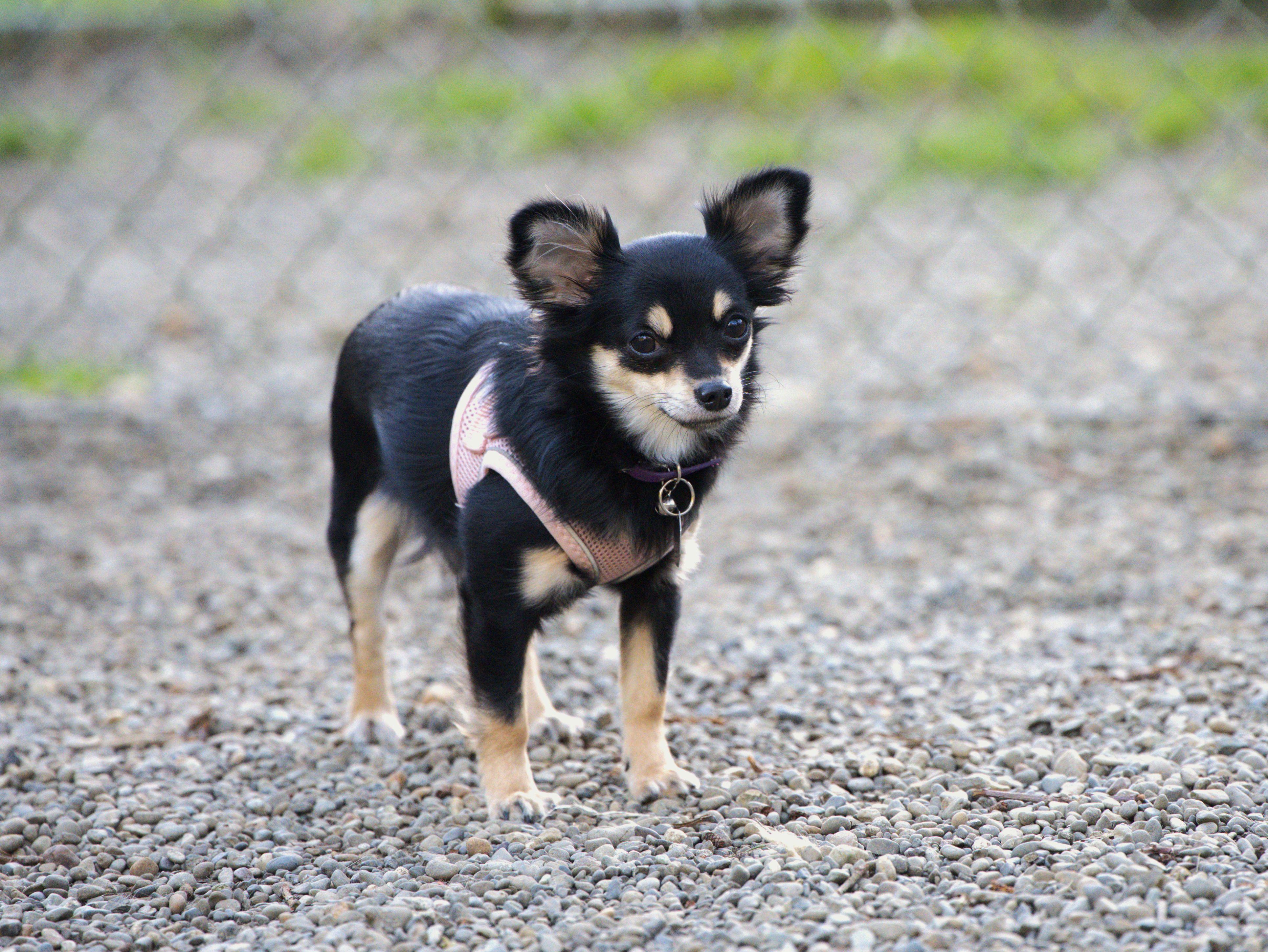 Enlarge Brie, an adopted Chihuahua in Hoquiam, WA image 2/5
