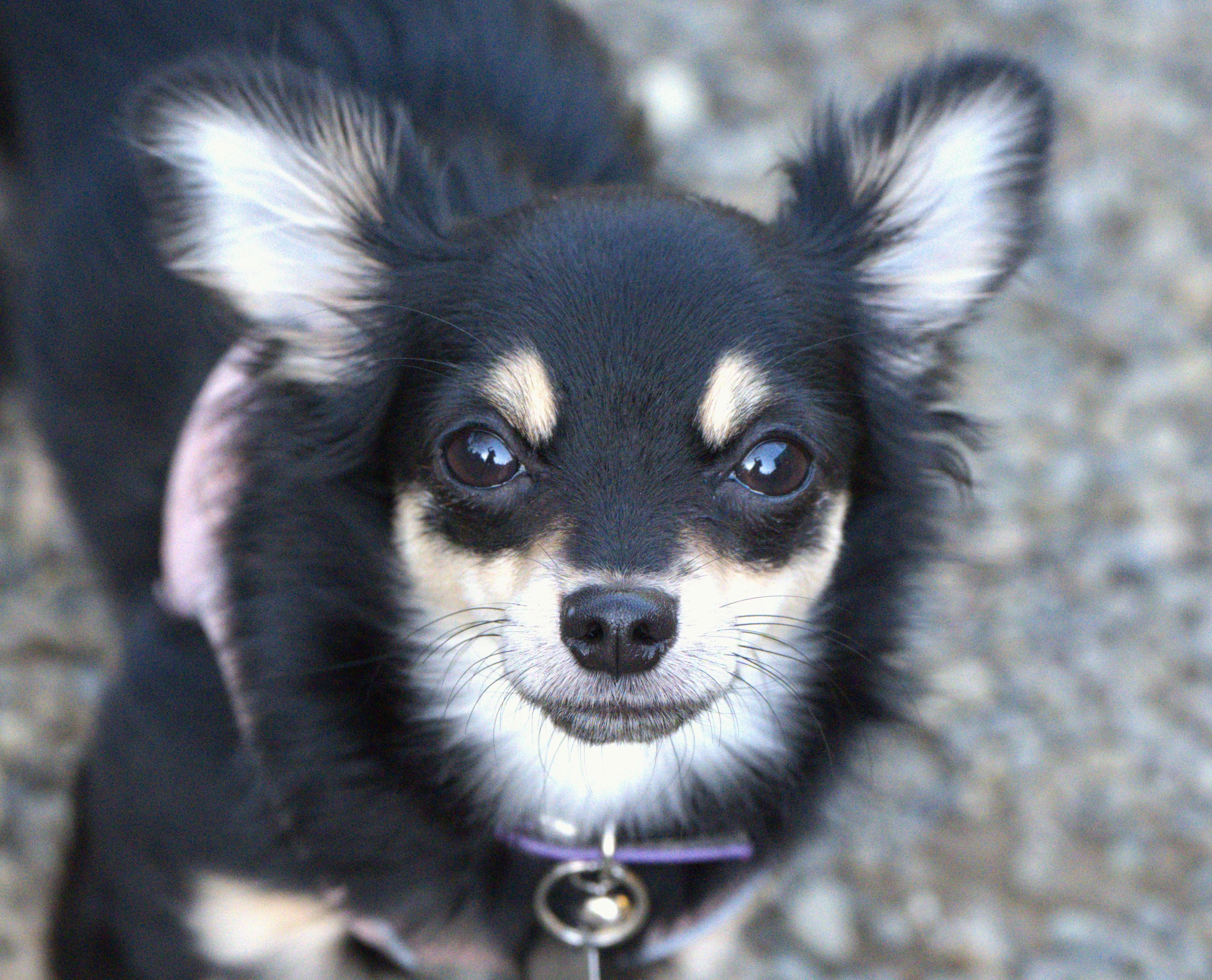 Brie, adopted, Young Female Chihuahua.