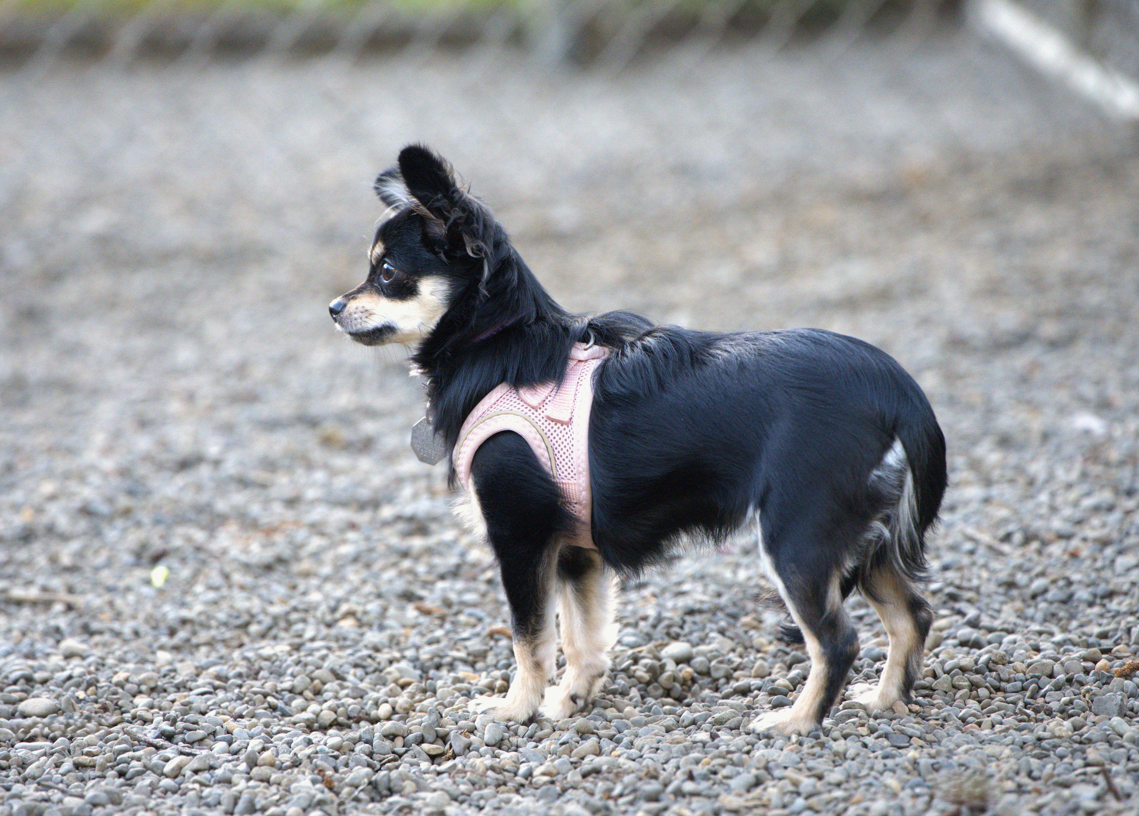 Enlarge Brie, an adopted Chihuahua in Hoquiam, WA image 5/5