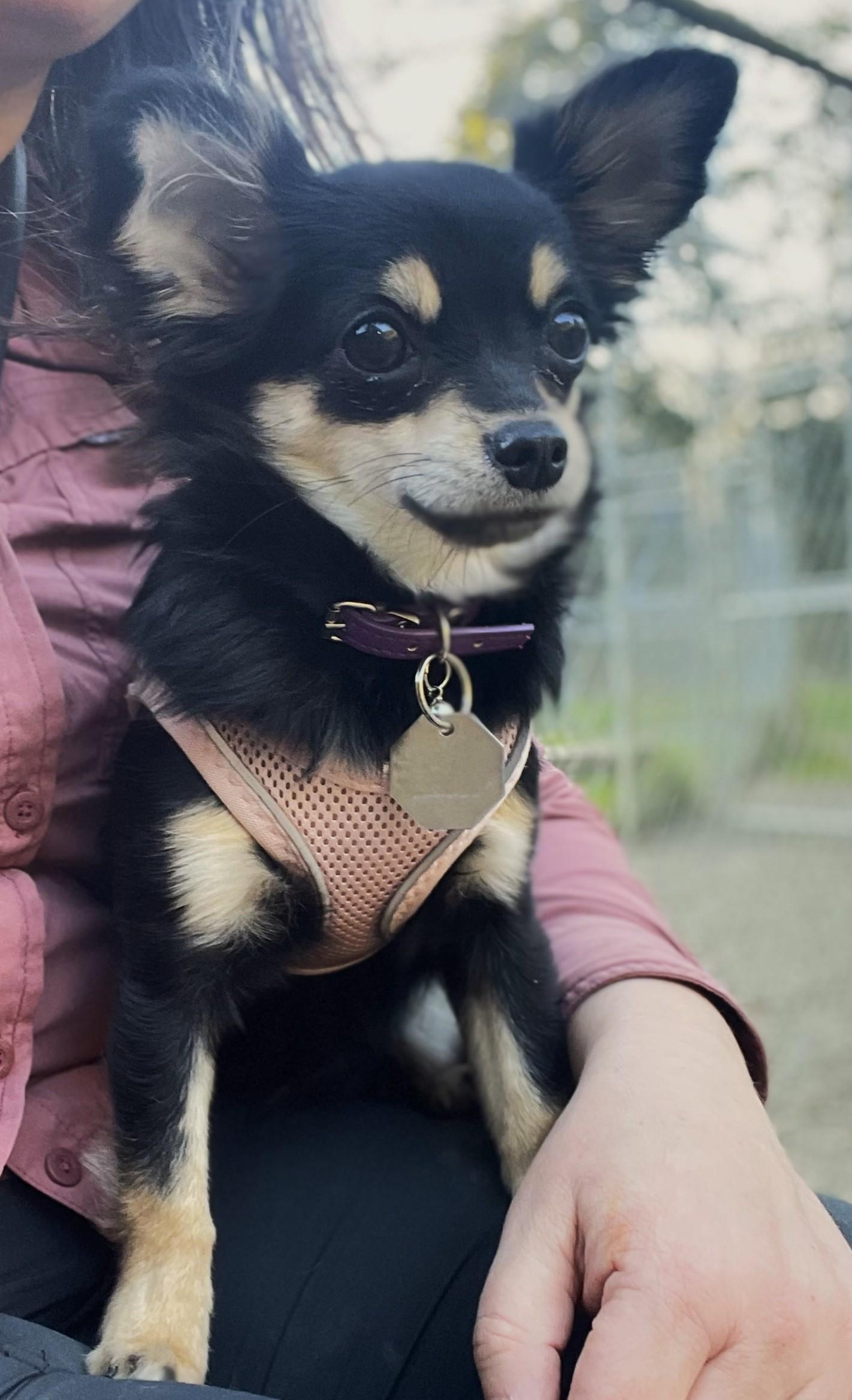 Enlarge Brie, an adopted Chihuahua in Hoquiam, WA image 4/5