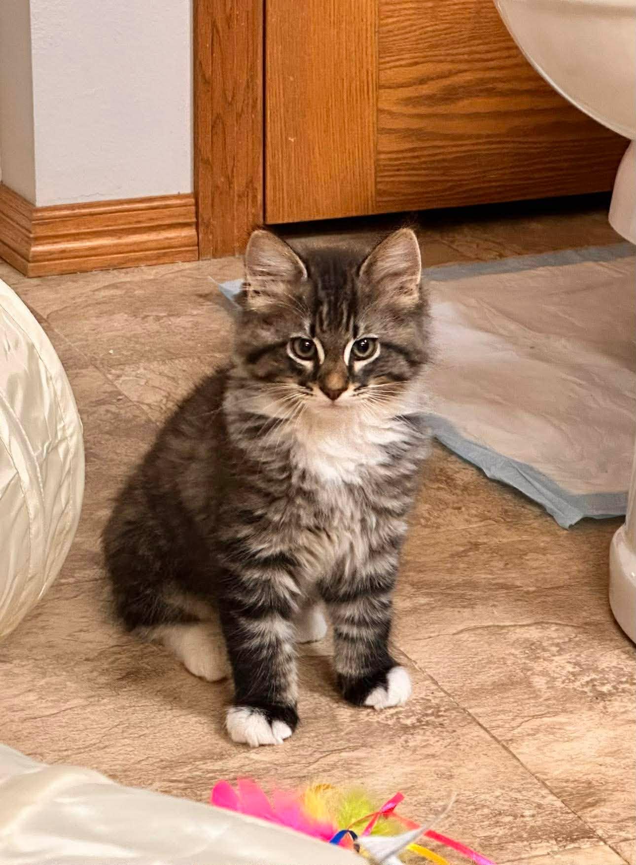 Enlarge JuJu Beans, an adopted Domestic Long Hair in Shakopee, MN image 4/6